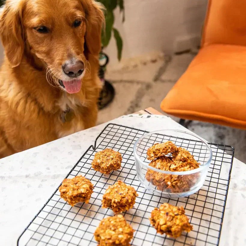 Makanan Anjing Berisi Daging