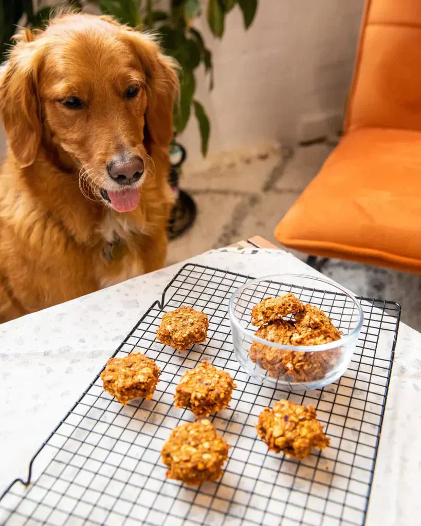 Makanan Anjing Berisi Daging